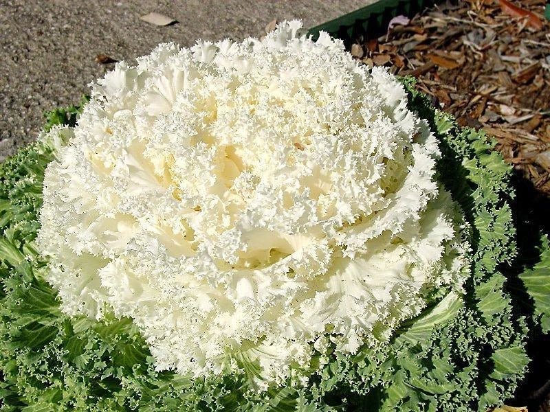 Ornamental Kale Seeds - Kamome White - 40 Seeds - Frilled White Brassica oleracea var. acephala for Borders & Containers