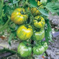 Green Zebra Tomato Seeds - Heirloom, Green Striped Variety, 25 Seeds, Solanum lycopersicum, Indeterminate, Organic Gardening