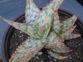Aloe Vera Hybrid Potted Plant - 5" Diameter - Moana Kea Variety - Succulent, Blue-Green Foliage