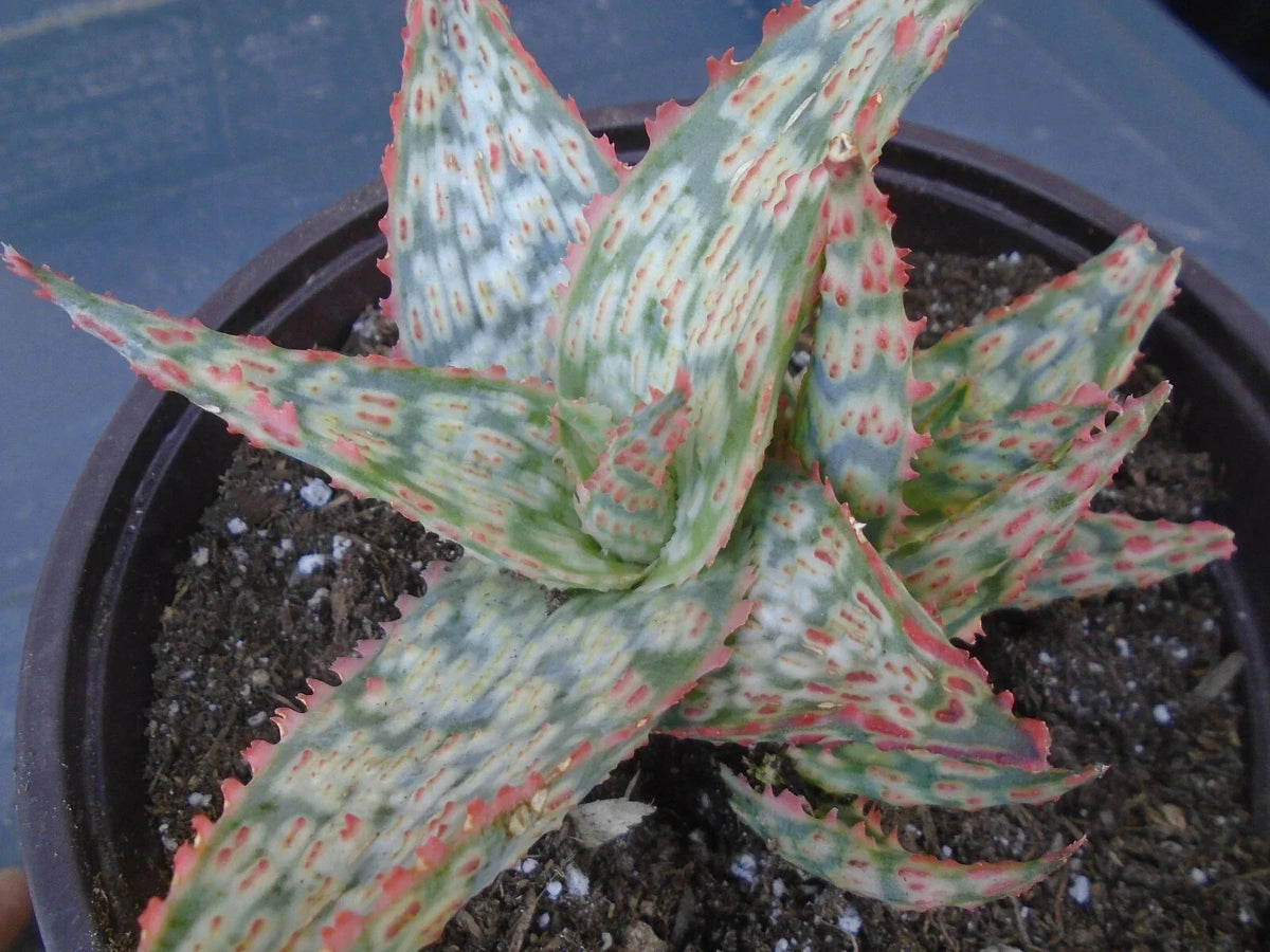 Aloe Vera Hybrid Potted Plant - 5" Diameter - Moana Kea Variety - Succulent, Blue-Green Foliage