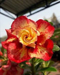 Orange Red Desert Rose Seeds - Adenium obesum Perennial Seeds for Garden, Pot, or Container Growth, Vibrant Blooms, Drought Tolerant