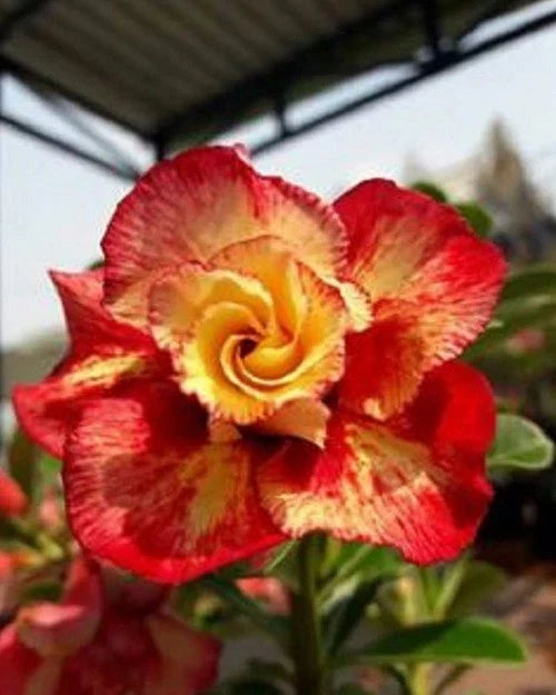 Orange Red Desert Rose Seeds - Adenium obesum Perennial Seeds for Garden, Pot, or Container Growth, Vibrant Blooms, Drought Tolerant