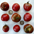 Brandywine Black Tomato Seeds - Heirloom Solanum lycopersicum - Dark Purple Fruit, 25+ Fresh Seeds for Home Gardening