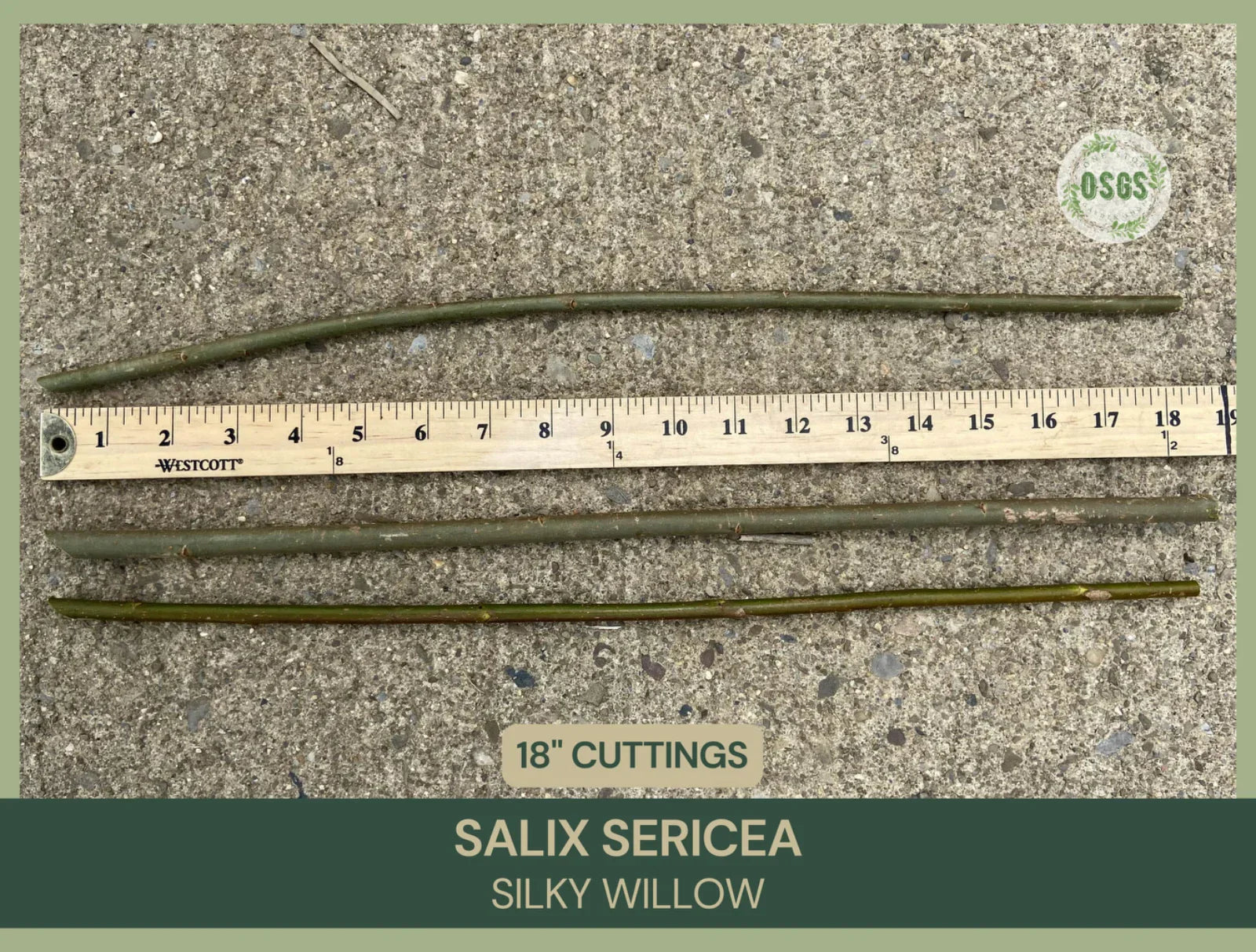 Silky Willow Cuttings Lot of 5 | 18" Salix sericea Native Plant Propagation | Wetland Restoration, Ornamental Landscaping