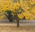 Thornless Honey Locust Trees 18-24" Tall Bare Root - Gleditsia triacanthos inermis