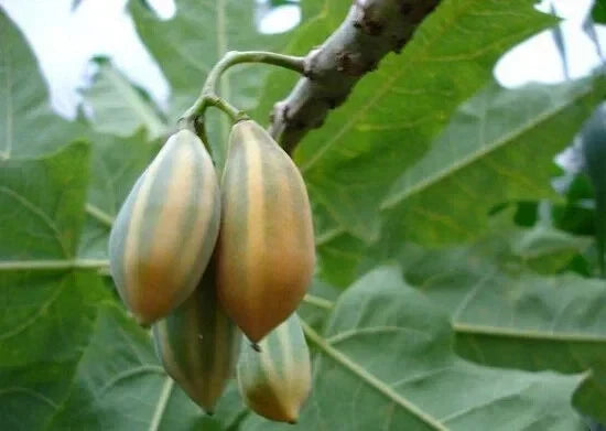 Oak Leaved Papaya Seeds - Carica papaya - Non-GMO Tropical Garden Planting Pack of 25+ Seeds