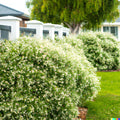 White Tea Tree Seeds - Melaleuca linariifolia - Snow In Summer Hardy Shrub - 50+ Seeds for Garden, Hedges, Borders