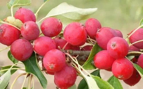 Dolgo Crabapple Seeds - Pink Glow Variety for Garden Planting - Malus 'Dolgo' - 25+ Seeds