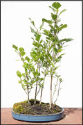 Silver Poplar Bonsai Tree Cuttings - Forest Cuttings for Indoor/Outdoor, Populus alba, Easy to Grow, Resilient, Fast-Growing