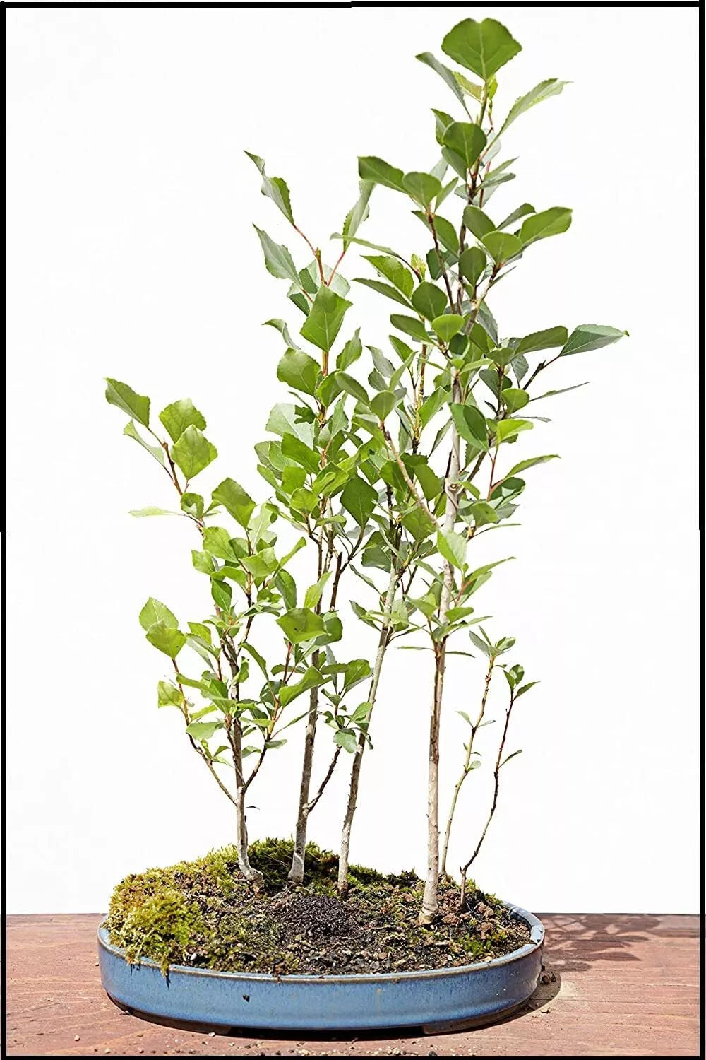Silver Poplar Bonsai Tree Cuttings - Forest Cuttings for Indoor/Outdoor, Populus alba, Easy to Grow, Resilient, Fast-Growing