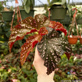 Cracklin Rosie Begonia Seeds - 25+ Pack for Garden Planting - Begonia x tuberhybrida - Vibrant Pink & Green Foliage