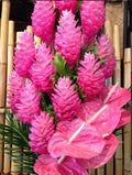 Hawaiian Hot Pink Ginger Plant - Small Rooted Starter - Alpinia purpurata Tropical Flowering Perennial