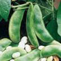 Lima Bean Seeds, Non-GMO Henderson Bush Variety, Phaseolus lunatus, 50+ Pack for Home Garden and Cooking
