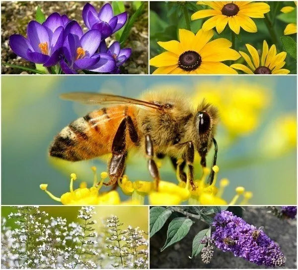 Perennial Pollinator Seeds Bundle - Wildflower Mix for Bees & Butterflies - Native Flora Seed Packet