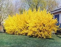 Forsythia Cuttings Unrooted 6-8” for Rooting, Forsythia x intermedia, Yellow Spring Blooms, Garden Propagation