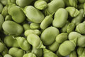 Heirloom Bean Seed Collection – 6 Varieties Organic Garden Seeds for Home Gardening, Phaseolus vulgaris