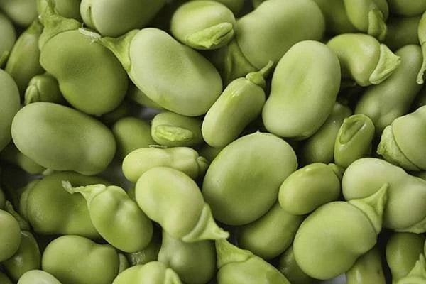 Heirloom Bean Seed Collection – 6 Varieties Organic Garden Seeds for Home Gardening, Phaseolus vulgaris