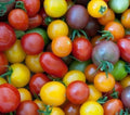 Rainbow Cherry Tomato Seeds Mix - 50+ Heirloom Solanum lycopersicum Seeds for Garden, Container, and Salad Use
