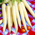 Lunar White Carrot Seeds - Pure Albino Gourmet Ivory Moon Variety, Daucus carota, Non-GMO, for 2025 Planting