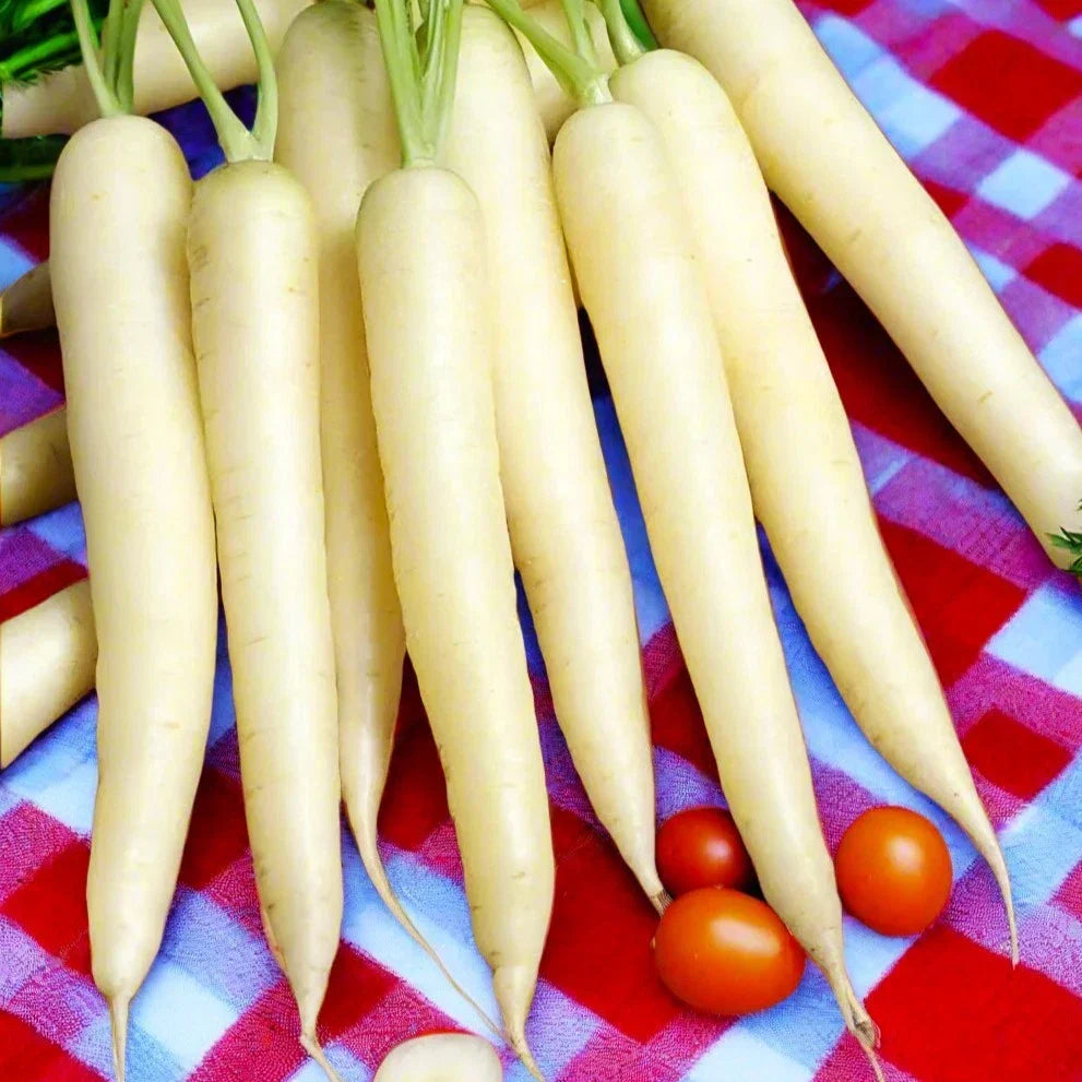 Lunar White Carrot Seeds - Pure Albino Gourmet Ivory Moon Variety, Daucus carota, Non-GMO, for 2025 Planting