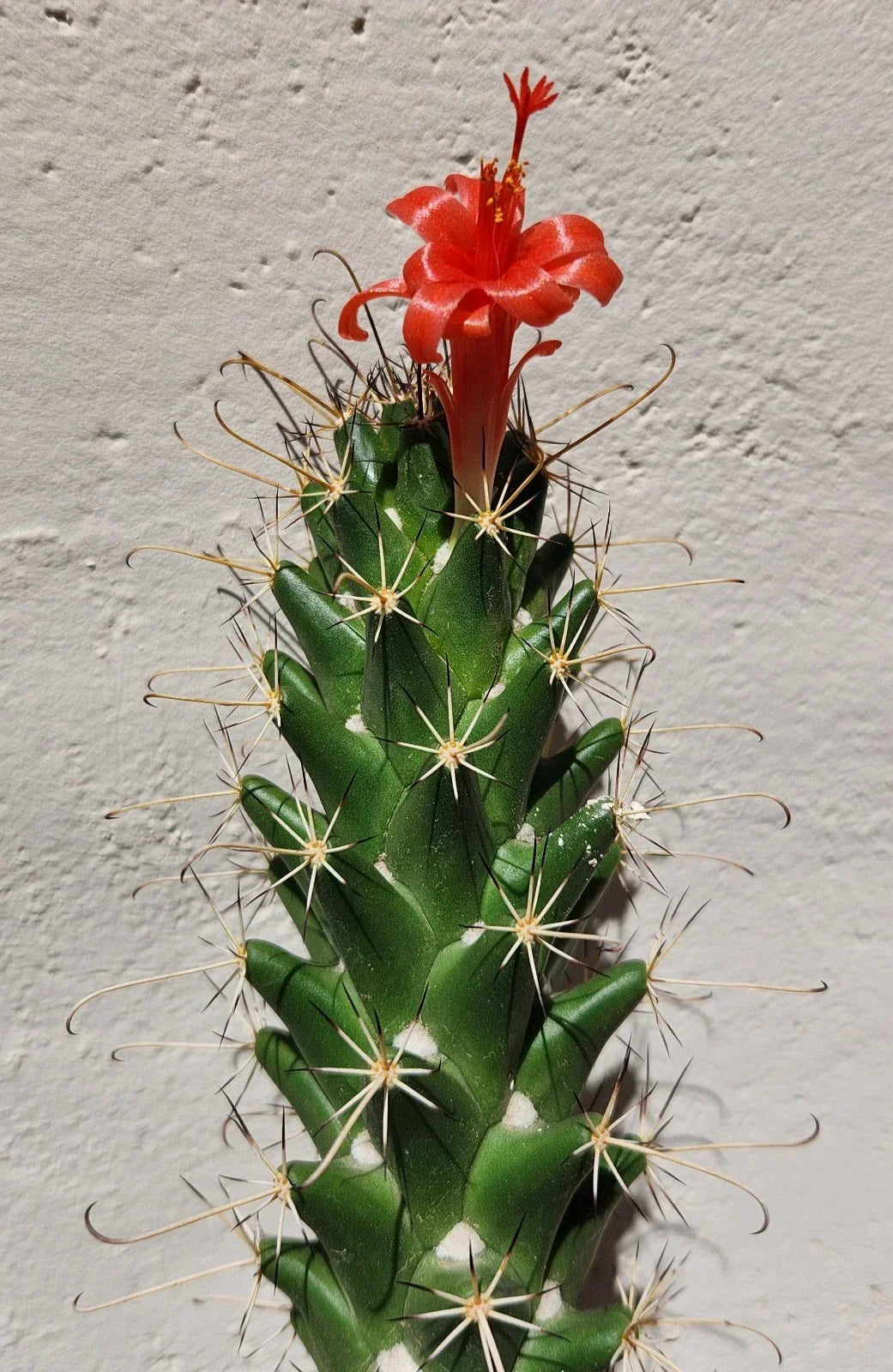 Live Rooted Cactus Plant - Cochemiea poselgeri - Unique Succulent for Indoor & Outdoor Gardens