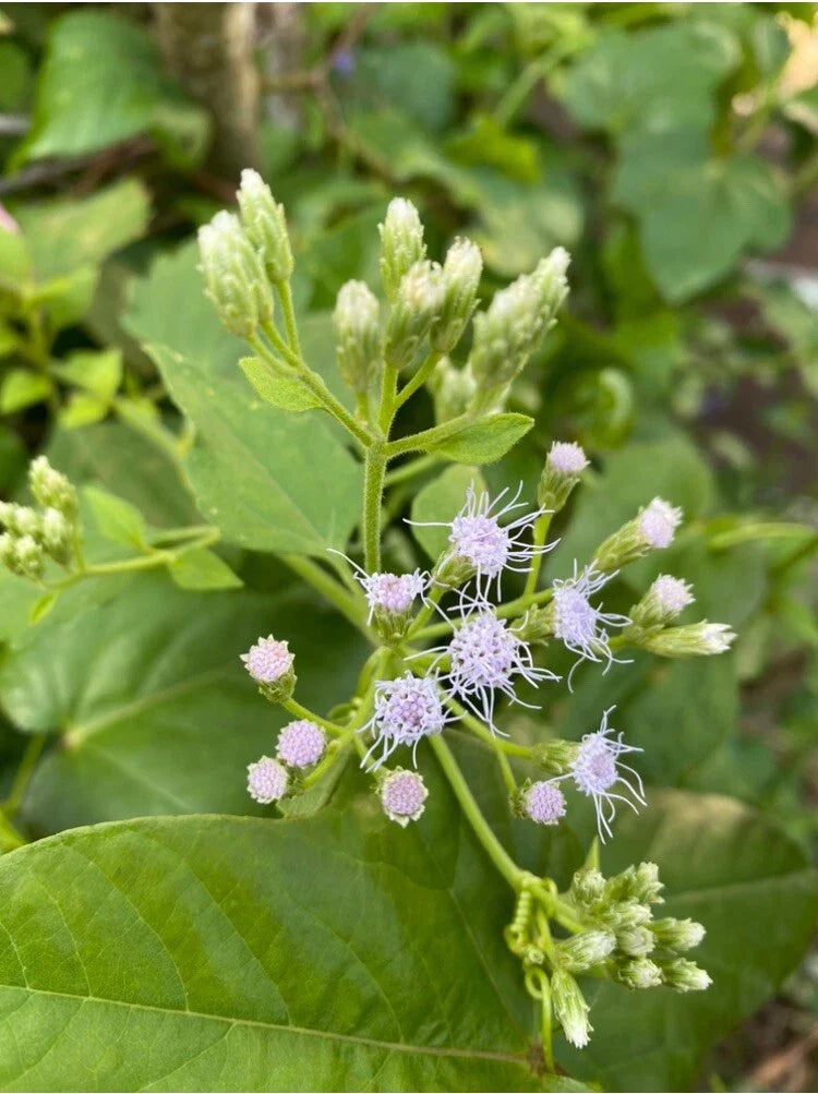 Jack The Bush Cuttings - 15 x 5 Inch Chromolaena Odorata - Organic Butterfly Garden Plant
