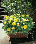 Sunny Knockout Rose Cuttings - 6 Live Everblooming Shrubs with Vibrant Pink Flowers - Rosa 'Radrazz'