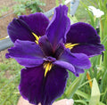 Cold Hardy Louisiana Full Eclipse Iris Rhizomes - Aquatic Pond Plant - Iris fulva - Buy 2 Get 1 Free