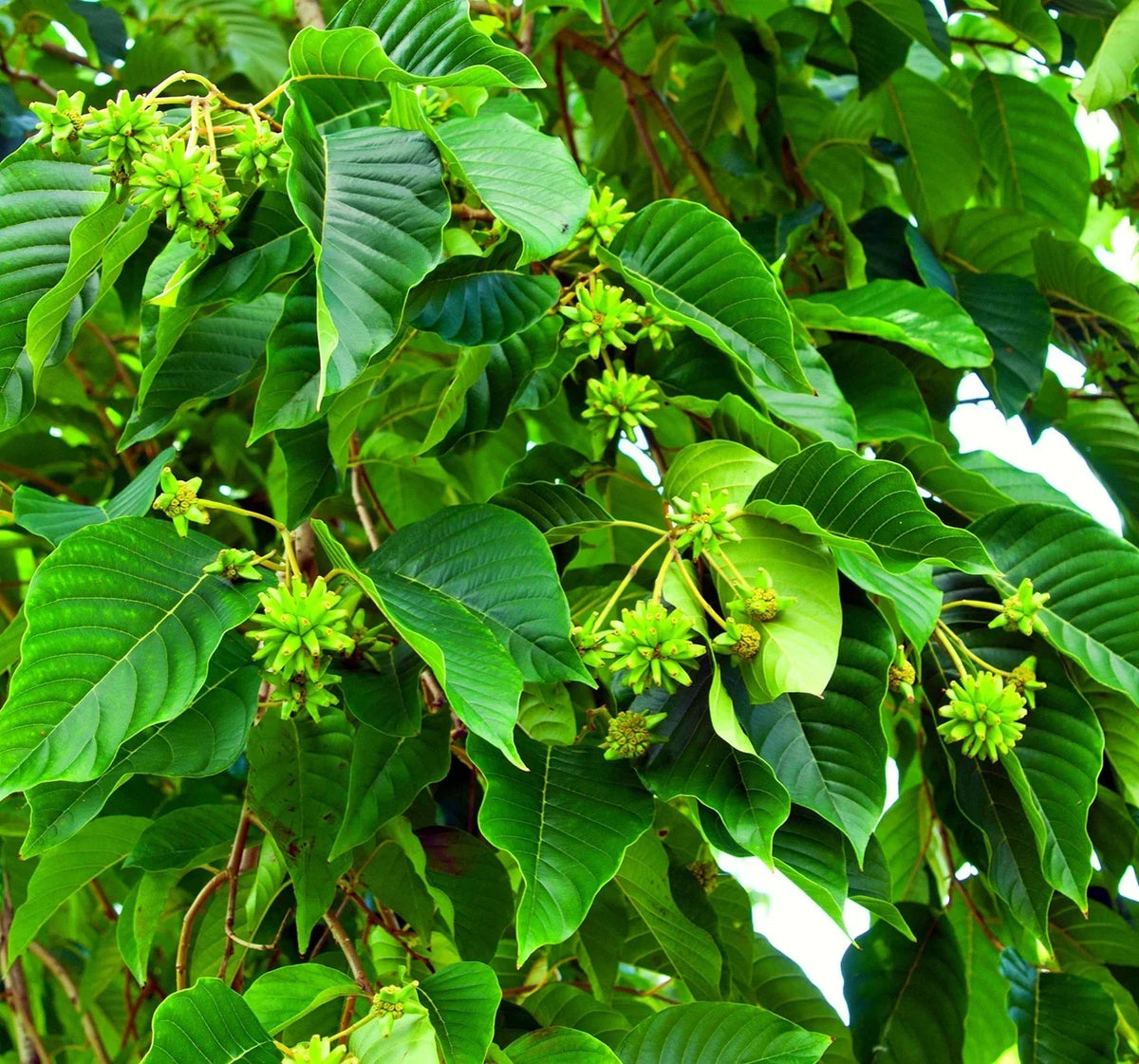 Happy Tree Seeds for Planting - Camptotheca acuminata - Fast-Growing Shade Tree with Lush Green Foliage, Medicinal Uses, 30 Seeds