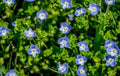 Birdeye Speedwell Seeds - 50+ Heirloom Veronica persica Ground Cover, Blue Flowers, Easy to Grow, Pollinator Attractant