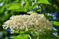 Adams Elderberry Cuttings - Sambucus canadensis Unrooted Cuttings 6 Pack