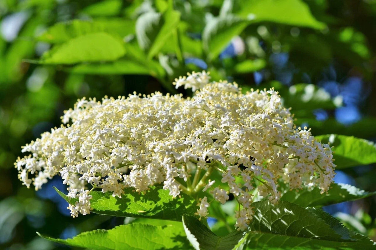 Adams Elderberry Cuttings - Sambucus canadensis Unrooted Cuttings 6 Pack