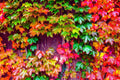 Japanese Ivy Seeds - 50 Count Creeping Vine Hedera rhombea for Indoor & Outdoor Gardening