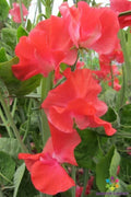 John Markham Sweet Pea Seeds - 50+ Pack, Fragrant Climbing Vine, Lathyrus odoratus, Heirloom Garden Seeds, USA