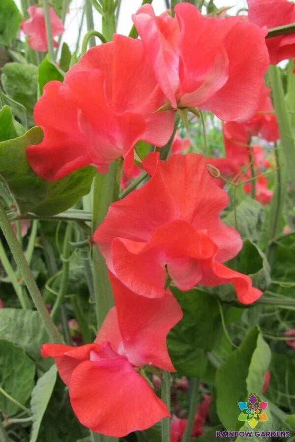John Markham Sweet Pea Seeds - 50+ Pack, Fragrant Climbing Vine, Lathyrus odoratus, Heirloom Garden Seeds, USA
