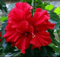 Double Red Hibiscus Live Plant - Starter, 5-7 Inches Tall, Hibiscus rosa-sinensis, Tropical Flower, Garden & Container Plant
