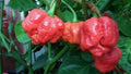 Trinidad Moruga Scorpion Red Seeds - 1000 Pack, World's Hottest Pepper, Capsicum chinense, Hot Chili Seeds for Gardening