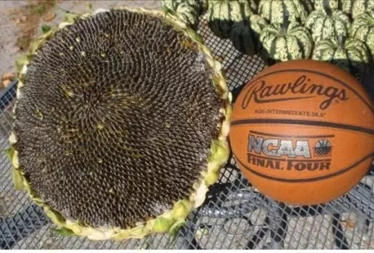 Giant Mongolian Sunflower Seeds - Non-GMO Heirloom Pack of 25+ Helianthus giganteus for Tall, Vibrant Yellow Blooms