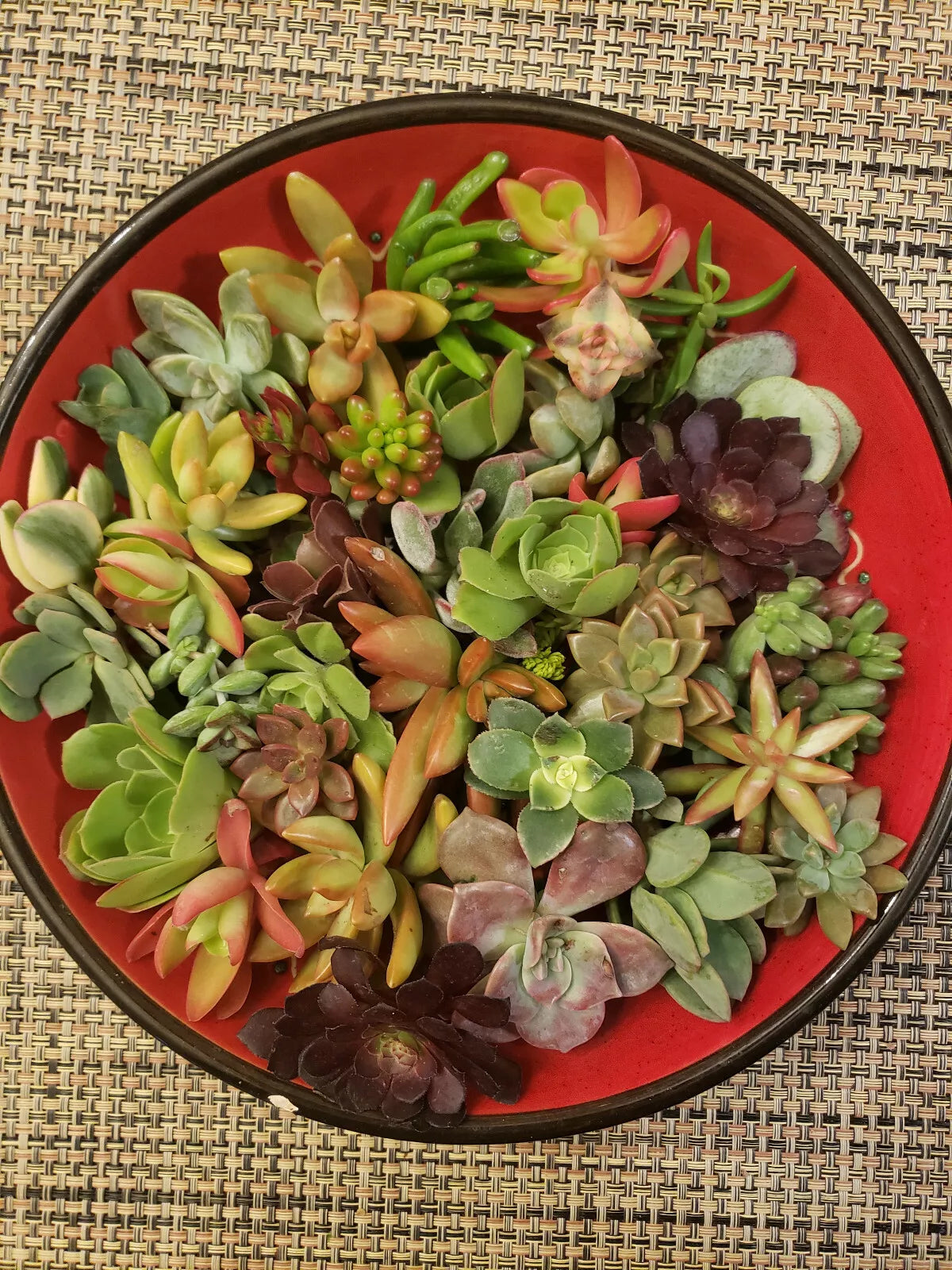 Succulent Cuttings 40 Pieces Mixed Varieties for DIY Arrangements - Echeveria, Sedum, Crassula, and More
