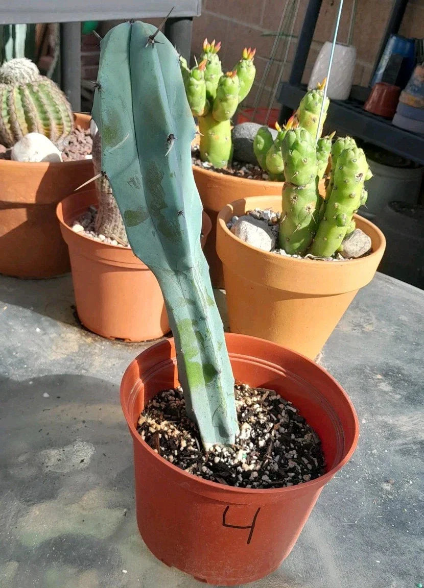 Myrtillocactus Geometrizans Blue Candle Plant - Rooted 10-12" Succulent, Desert Cactus, Indoor & Outdoor