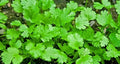 Cilantro Coriander Seeds Pack of 100+ | Culinary Herb for Cooking & Gardening | Coriandrum sativum