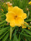 Daylily Lot of 2 Perennial Live Plants - Stella de Oro Bare Root Hemerocallis 'Stella de Oro' for Garden Borders & Containers