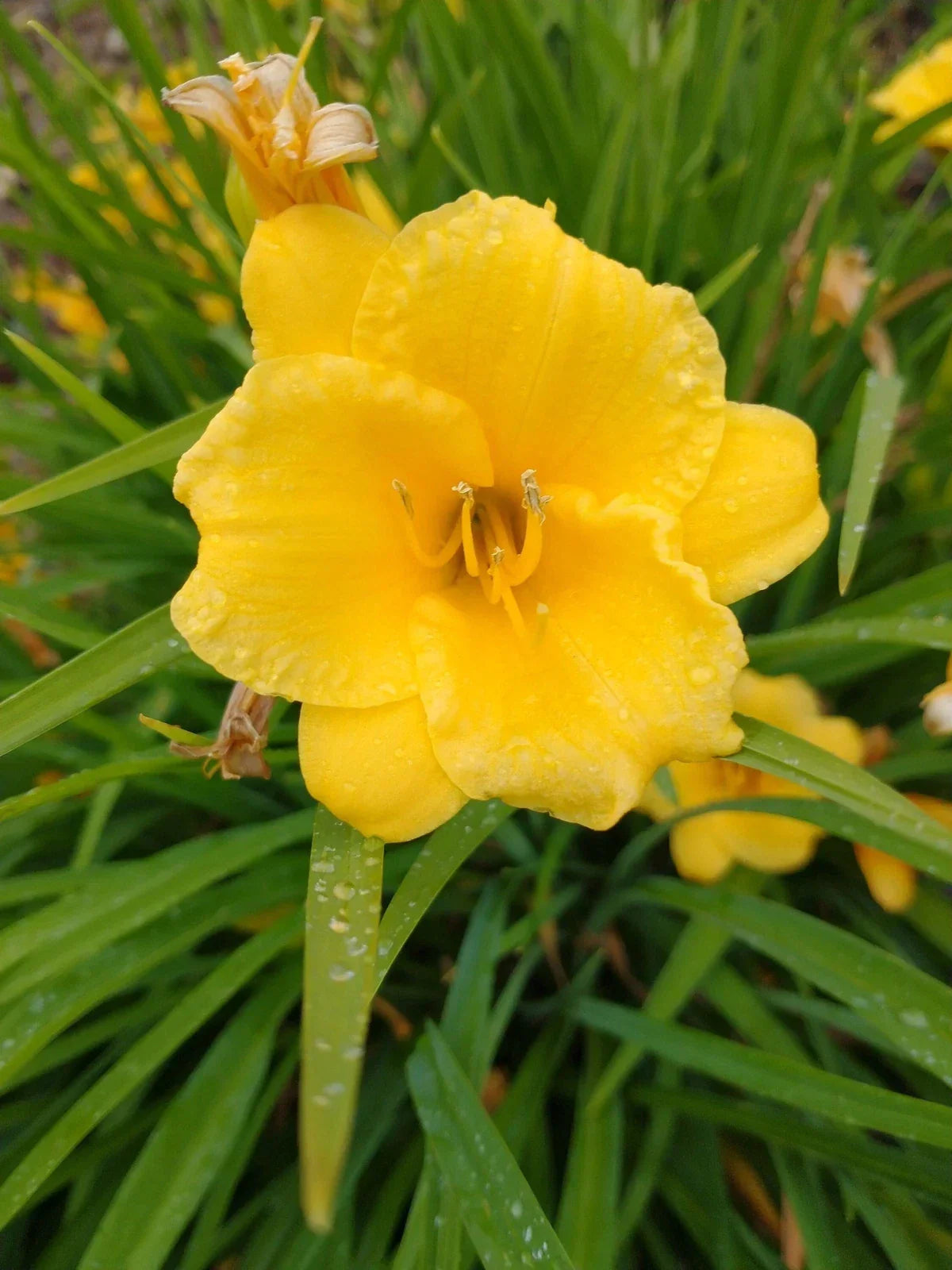 Daylily Lot of 2 Perennial Live Plants - Stella de Oro Bare Root Hemerocallis 'Stella de Oro' for Garden Borders & Containers