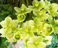 Hellebore Live Plant with Roots - Snow Love Winter Magic - Perennial Flower for Shade Gardens - Helleborus niger