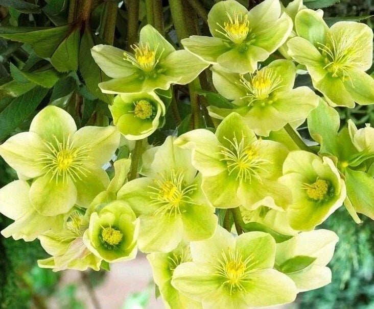 Hellebore Live Plant with Roots - Snow Love Winter Magic - Perennial Flower for Shade Gardens - Helleborus niger