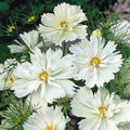 Psyche White Cosmos Seeds - 200+ Pack, Cosmos bipinnatus, White Flowers, Garden Planting, Easy to Grow, Pollinator Attracting