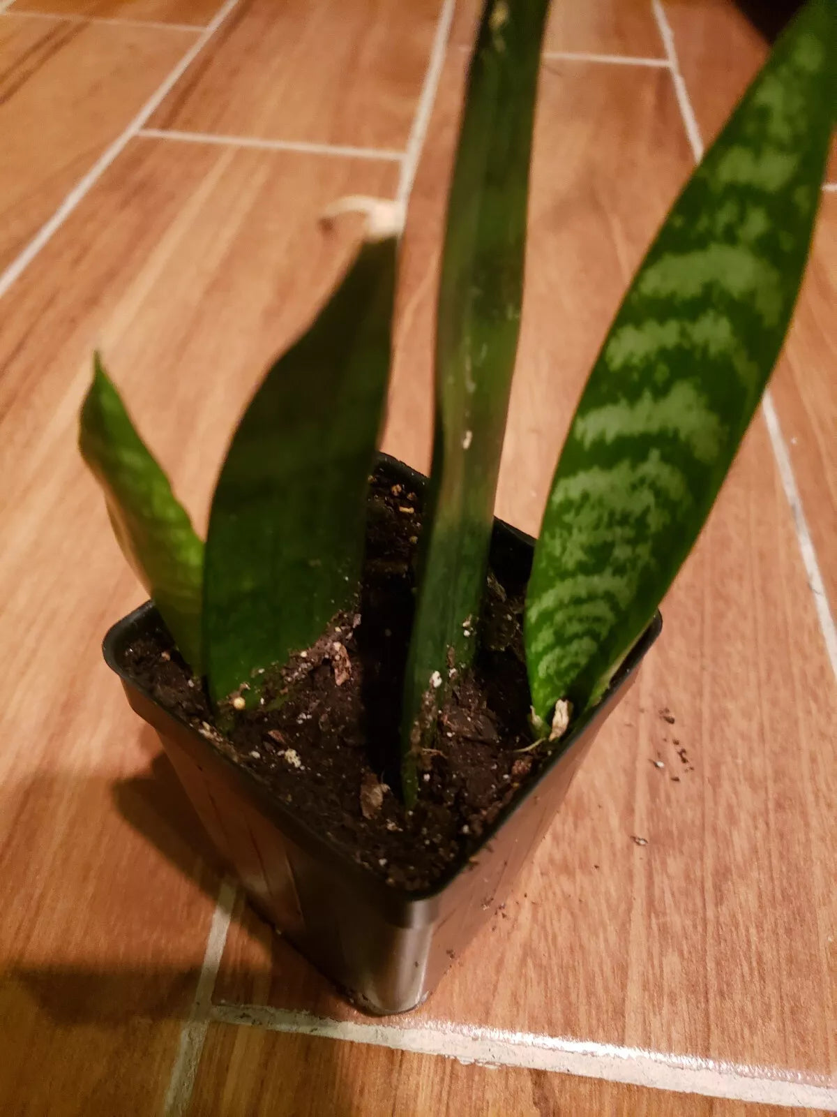 Potted Snake Plant in 2" Pot, Sansevieria Mother-In-Law's Tongue, Low Light Indoor Houseplant
