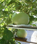 Giant Bushel Gourd Seeds – 5 Pack – Large Lagenaria siceraria for Crafts & Decorations – Up to 100 lbs Fruit