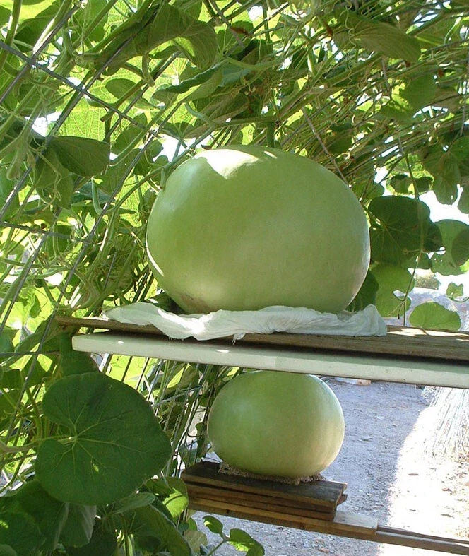 Giant Bushel Gourd Seeds – 5 Pack – Large Lagenaria siceraria for Crafts & Decorations – Up to 100 lbs Fruit