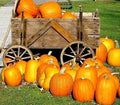 Large Jack O Lantern Pumpkin Seeds – Heirloom Cucurbita pepo for Carving & Fall Decor – 25-40 lbs